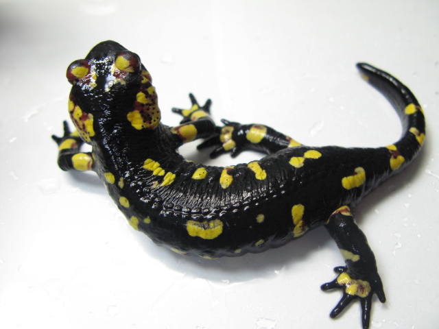 モレニカファイアサラマンダー