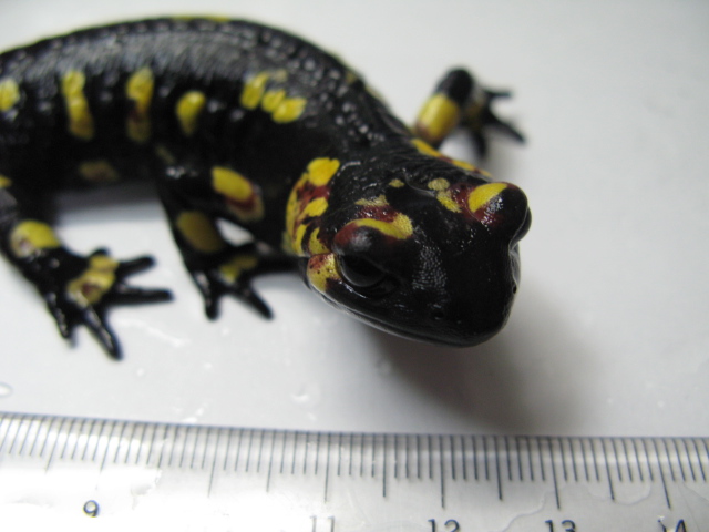 モレニカファイアサラマンダー